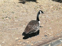 Branta canadensis