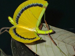 Eurynecroscia nigrofasciata