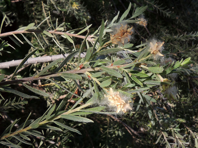 Salix taxifolia