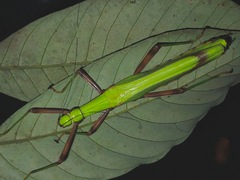 Eurynecroscia nigrofasciata