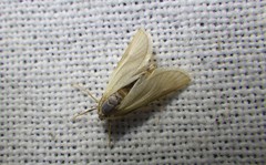 Acentria ephemerella