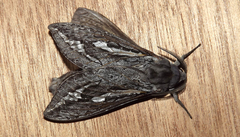 Abantiades tembyi