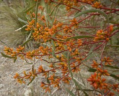 Eucalyptus leptophylla