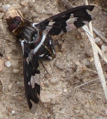 Exoprosopa dorcadion