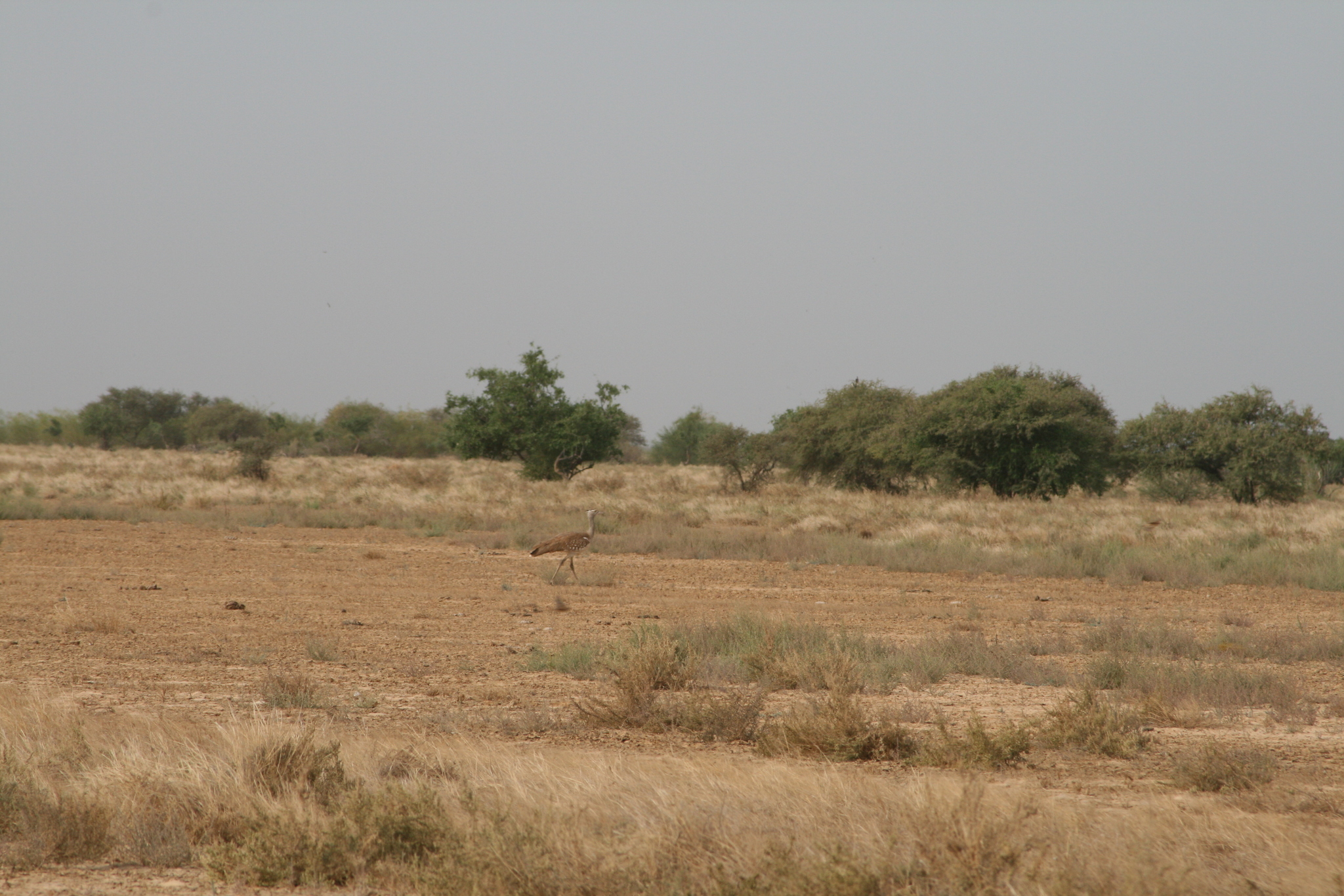 Arabian Bustard illustration