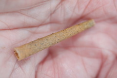 Pectinaria