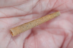 Pectinaria