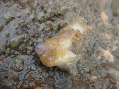 Asterocarpa coerulea