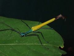 Eurynecroscia nigrofasciata