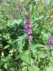 Stachys palustris