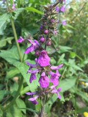 Stachys palustris