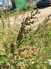 Chenopodium album