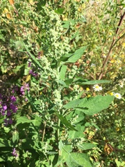 Chenopodium album
