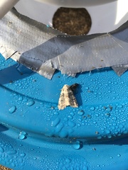 Bryophila domestica