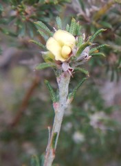 Phyllota pleurandroides