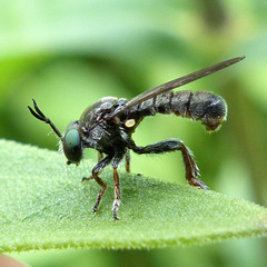 Cerotainia