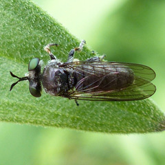 Cerotainia
