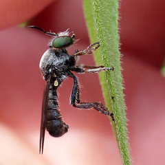 Cerotainia