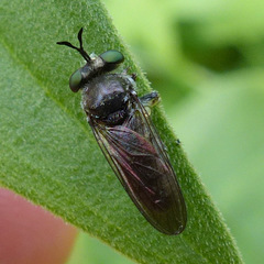 Cerotainia