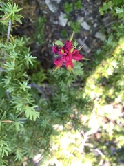 Castilleja parviflora