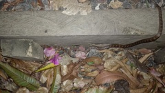 Leptodeira rhombifera