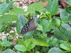Ideopsis vulgaris macrina