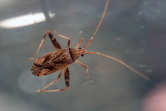 Phytocoris varipes