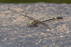 Progomphus obscurus