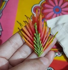 Dendrophthoe falcata