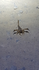 Anuroctonus phaiodactylus