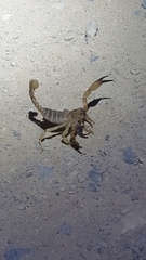 Anuroctonus phaiodactylus