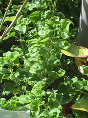 Alternanthera sissoo