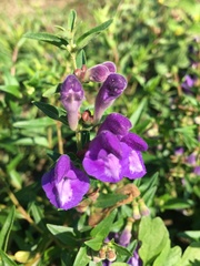 Scutellaria baicalensis
