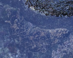 Aplysia argus image