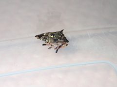 Eocanthecona furcellata