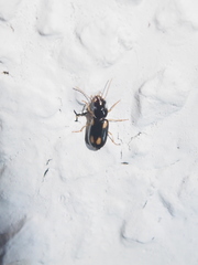 Amblystomus quadriguttatus