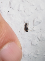Amblystomus quadriguttatus