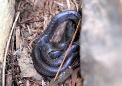 Stegonotus australis