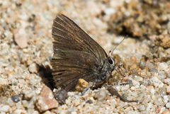 Satyrium tetra