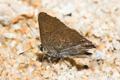 Satyrium tetra