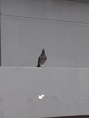 Columba livia domestica