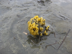 Ciocalypta polymastia