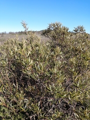 Dodonaea viscosa angustifolia
