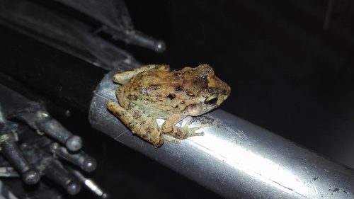 Cliffy Stream Frog