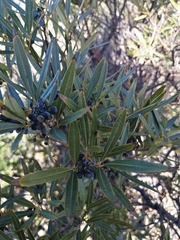 Dodonaea viscosa angustifolia