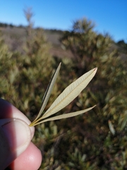 Dodonaea viscosa angustifolia