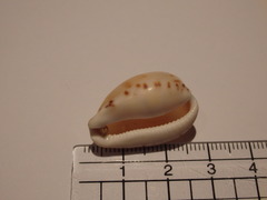Notocypraea comptonii