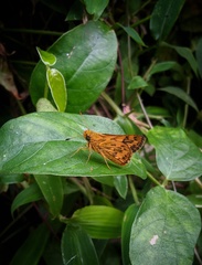 Potanthus pseudomaesa