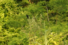 Volatinia jacarina