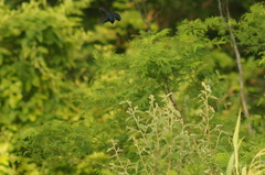 Volatinia jacarina